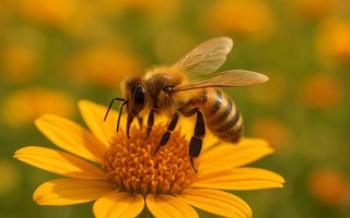 Bienengiftallergie - richtig reagieren im Falle eines Stiches